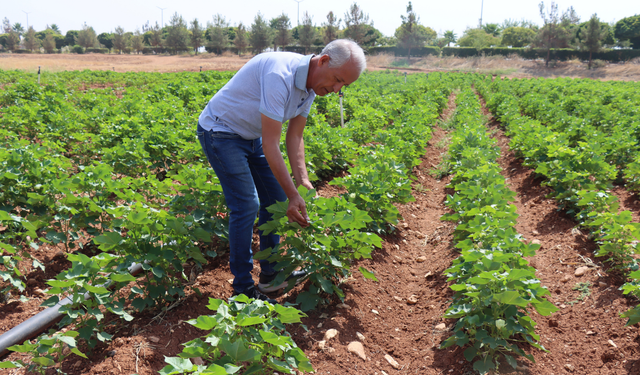 Kavurucu sıcaklar pamuğa yaradı