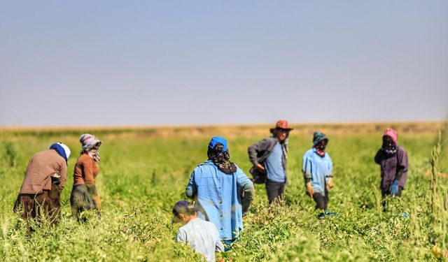 Diyarbakır’da tarım işçilerine yeni ücret düzeni