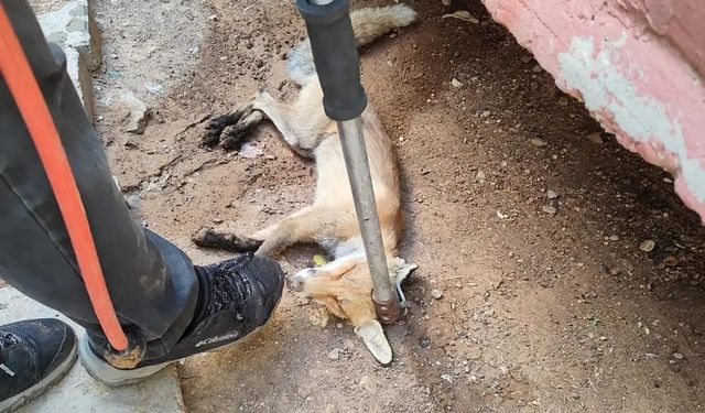 Siirt’in evin bahçesine giren tilki doğaya bırakıldı