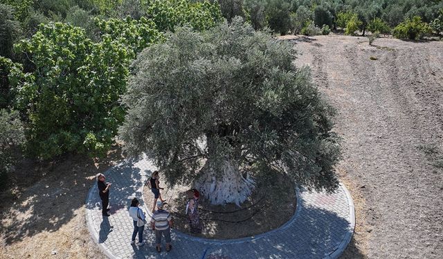 1316 yıllık zeytin ağacı hala meyve veriyor