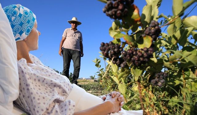 Kanserden kaybettiği eşi için bulamadığı aronyayı Diyarbakır'da yetiştiriyor