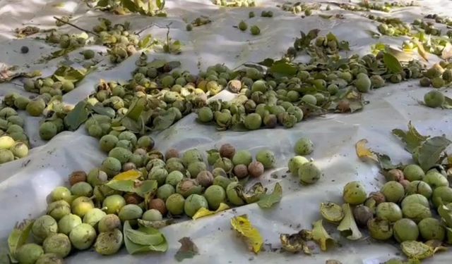 Tescilli Adilcevaz cevizi hasadı başladı