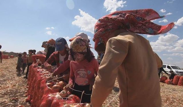 Diyarbakır’da okullar açıldı, çocuk işçiler tarlalarda kaldı