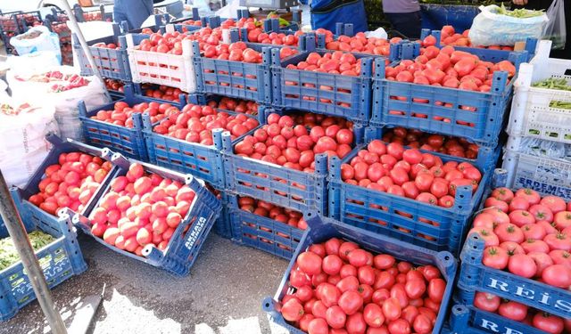 Erzincan’da salçalık domates ve biberler tezgahlarda