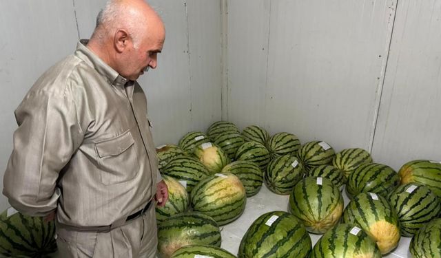 Diyarbakır’da dev karpuzlar yarış gününü bekliyor