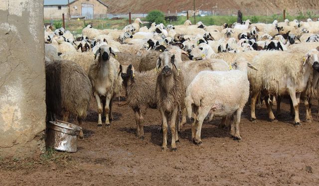 TİGEM 3 bin 200 küçükbaş hayvanı satışa çıkarıyor