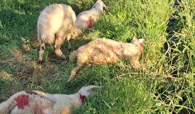Sokak köpekleri 6 kuzuyu telef etti