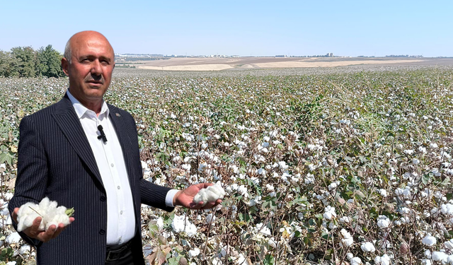 Diyarbakır’da pamuk krizi: Çiftçi zarar ediyor, devlet müdahale etmeli