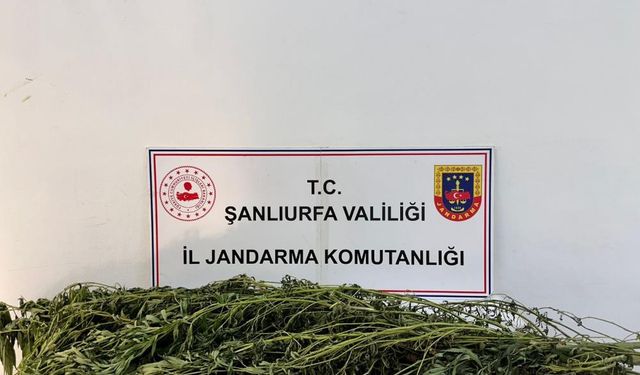 Şanlıurfa'da uyuşturucu operasyonu: Çok sayıda gözaltı