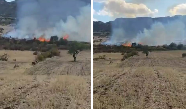 Diyarbakır'da otluk yangını: Onlarca ağaç kül oldu