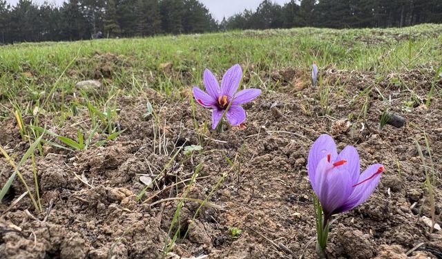 Dünyanın en pahalı baharatının kilosu 600 bin lira