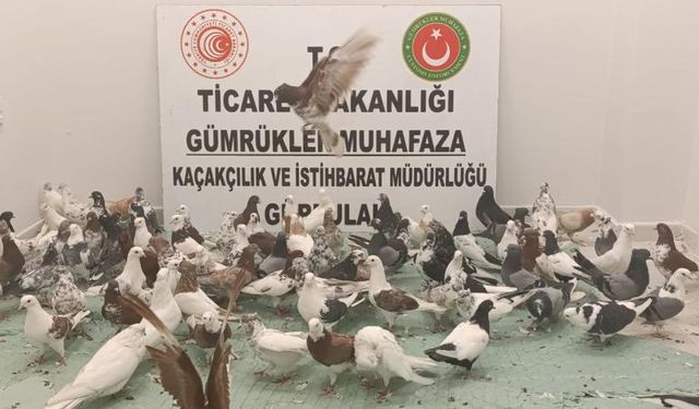 Türkiye’ye giriş yapan tırda kaçak "güvercin" ele geçirildi