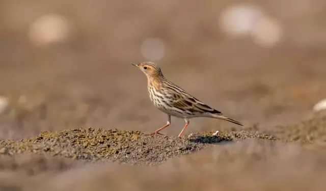 Diyarbakır’da ilk kez ‘kızıl gerdanlı incir kuşu’ görüldü