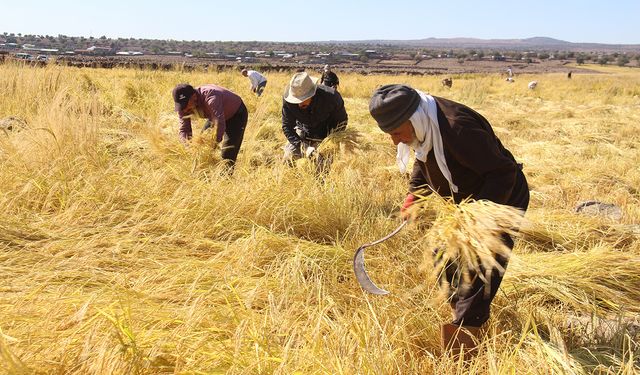 Diyarbakır’da Karacadağ’ın bereketi oraklarla toplanıyor