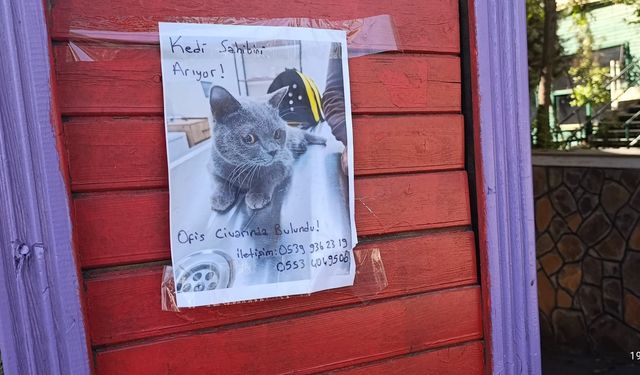 Diyarbakır’da kaybolan kedi sahibini arıyor