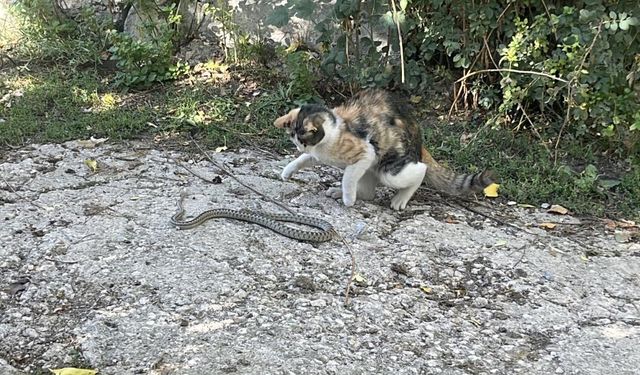 Kedi bu kez fare değil yılan avladı