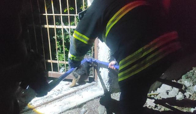 Demir korkuluklara yavru köpek sıkıştı