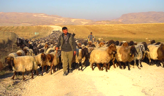 Göçerlerin zorlu kış yolculuğu başladı