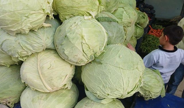 Muş’un dev lahanaları Diyarbakır tezgahlarını doldurdu