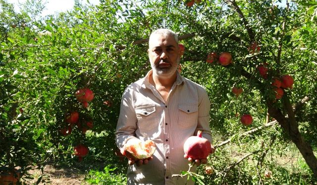 Gaziantep'te nar hasadı başladı