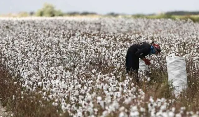 Diyarbakır’da 2025 yılı pamuk ve mısır hasat ücretleri belli oldu