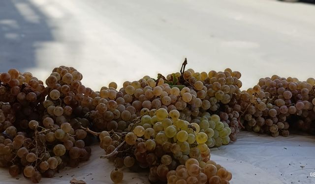 Sıcaklar Diyarbakır’ın şire üzümünü vurdu: Fiyatlar el yakıyor!