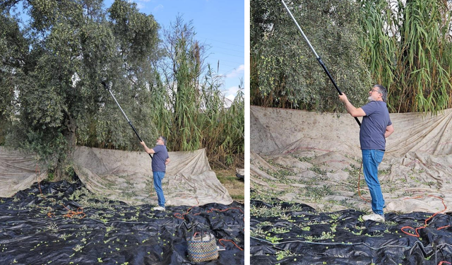 Yağışların ardından zeytin hasadı başladı