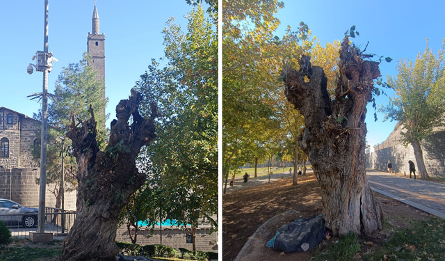 Diyarbakır’da 500 yıllık miras göz göre göre çürüyor!