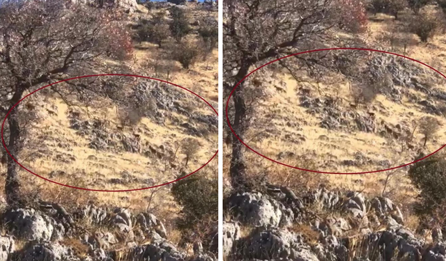 Diyarbakır'da dağ keçileri sürü halinde görüntülendi