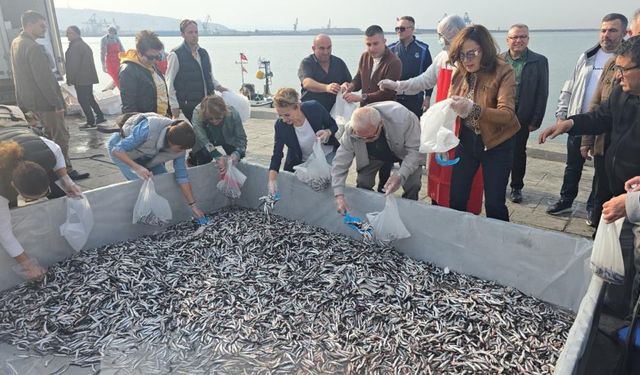 Hamsi Festivaline yoğun ilgi