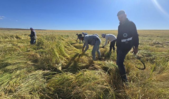 İlaçsız ve lezzetli: Diyarbakır Karacadağ Pirinci dünyaya açılıyor