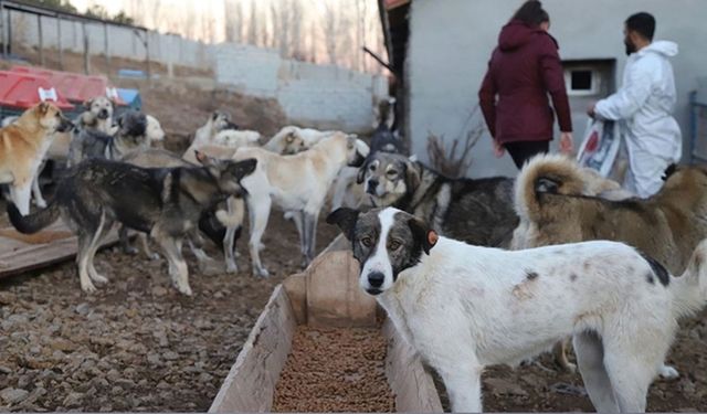 İstanbul Valiliği’nden sahipsiz hayvanlar için kritik karar