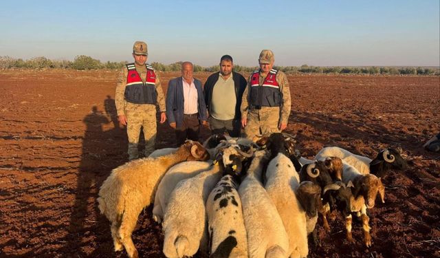 Kayıp 19 küçükbaş hayvan jandarma tarafından bulundu