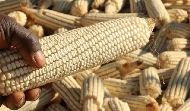 Malavi’de gıda krizi derinleşiyor