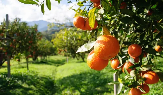 Diyarbakır’ın köyünde iklim değişti; Narenciye cenneti oldu