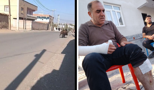 Diyarbakır’da yaban domuzu dehşeti!