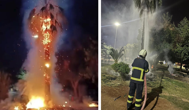 Mardin’de 15 yıllık palmiye ağacına sabotaj