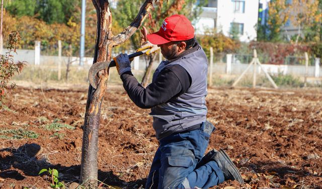 Diyarbakır’da doğal yöntemlerle ağaç tedavisi başladı!