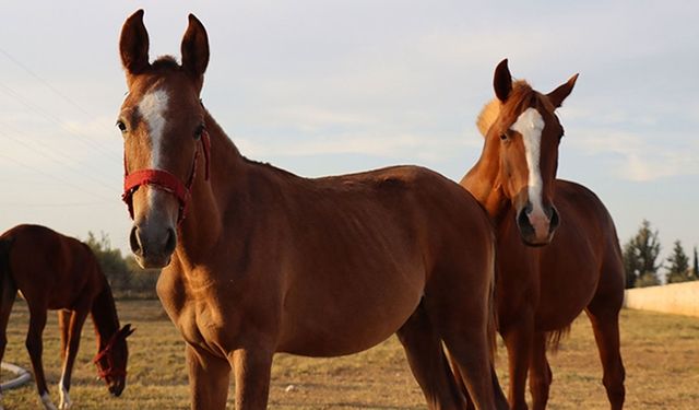 TİGEM 14 safkan Arap kısrağını satışa çıkarıyor