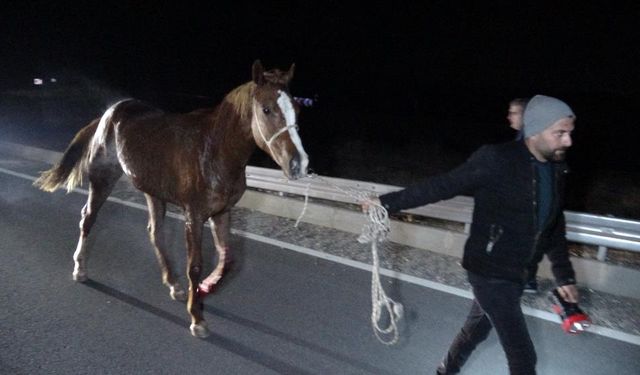 Kaçan yarış atları trafiği karıştırdı: 6 at telef oldu, 2 kişi yaralandı