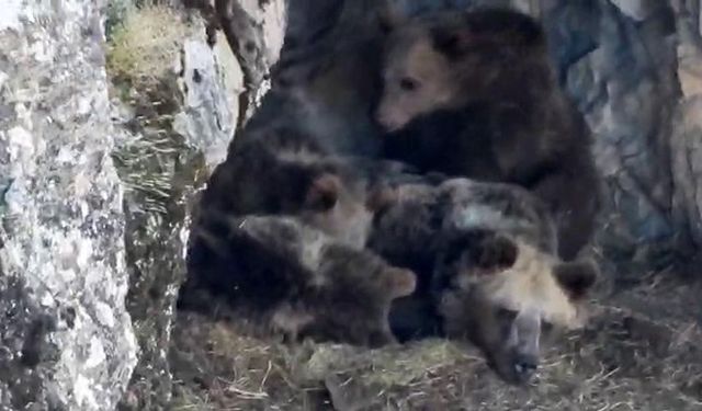 Kış uykusuna hazırlanan ayı ailesi kamerada