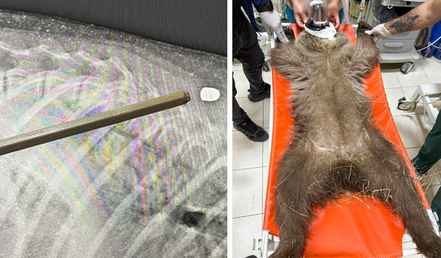 Yaralı bulundu, Diyarbakır’a sevk edildi