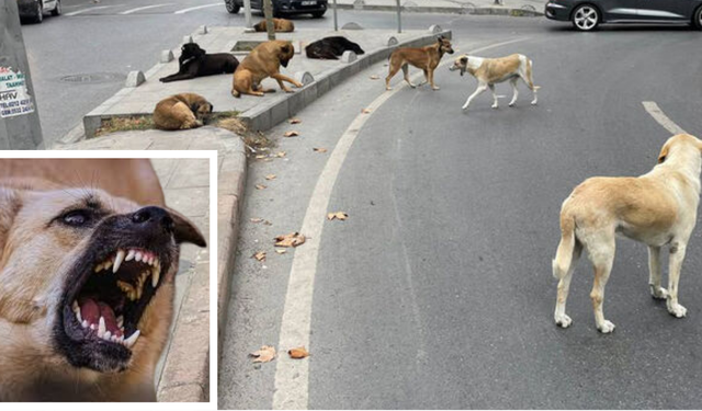 Diyarbakır Sur’da başıboş köpek dehşeti sürüyor!