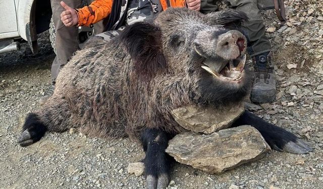 200 kiloluk yaban domuzunu avladılar