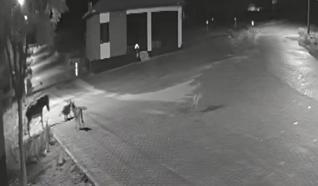 Aç kurtlar eşeğe saldırdı