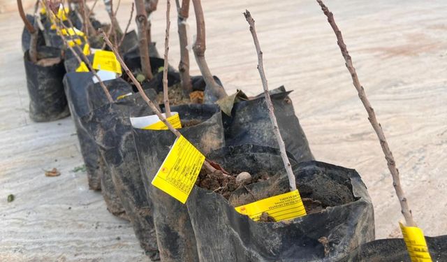 25 bin fıstık ve 4 bin 300 adet Trabzon Hurması fidanı dağıtıldı