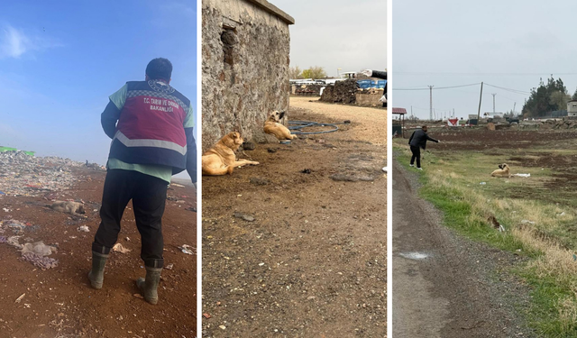 Diyarbakır’da sokak hayvanlarına kuduz aşısı seferberliği başladı
