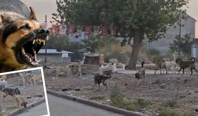Diyarbakır’da köpek dehşeti: Evlerinden çıkamıyorlar