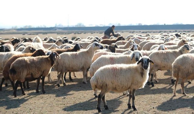 Kuraklık üreticiyi meraya çıkardı