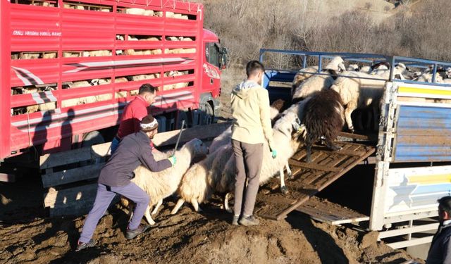 Sürüler don tehlikesi nedeniyle yayladan indirdi